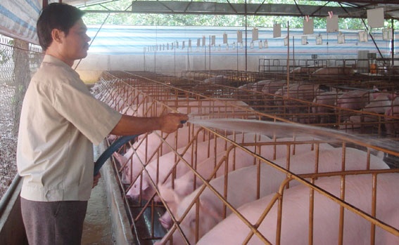 Nhieu rui ro khi 'xuat ngoai' heo mo sang Trung Quoc hinh anh