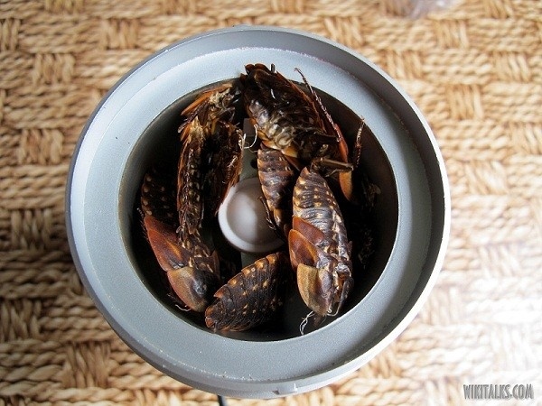 Dai oc sen, noc ran doc, phan chim lam ra my pham xin hinh anh