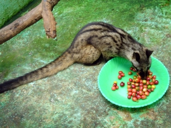 Vi sao ca phe chon la thuc uong dat nhat hanh tinh? hinh anh