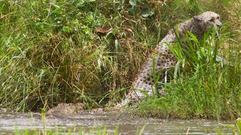 Bao hoa suyt mat duoi sau tran kich chien voi ca sau hinh anh