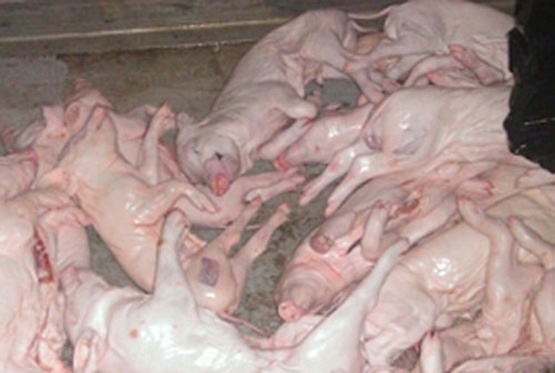 Dao thit thoi, vot xac chet truong lam thuc pham hinh anh