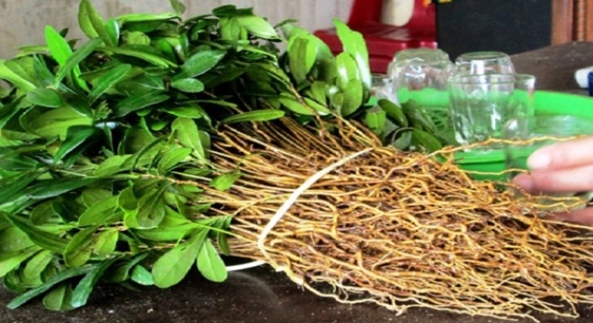 Gia giong cay 'than duoc' o Khanh Hoa tang gap 5 lan hinh anh