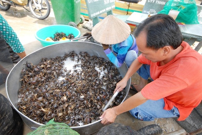Bat cua dong kiem nua trieu dong/ngay o mien Tay hinh anh
