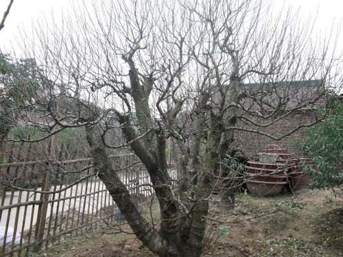 Dao gia chuc trieu bat dau duoc dai gia 'xem mat' cho Tet hinh anh