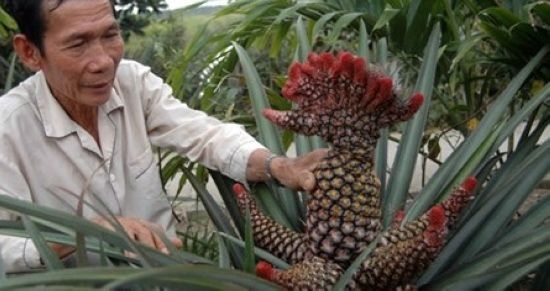 Dua phung, dua son chuan bi ra cho Tet hinh anh