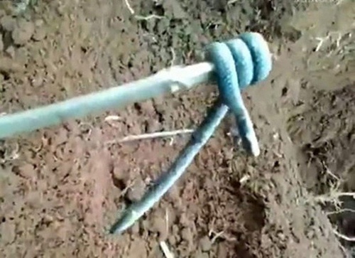 Can canh ran hai dau khong duoi o Trung Quoc hinh anh