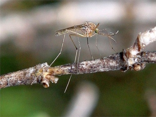 10 con trung 'sat thu' nguy hiem nhat hanh tinh hinh anh