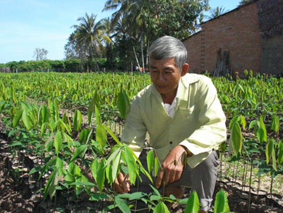 Thu tien ty tu vuon cao su giong hinh anh