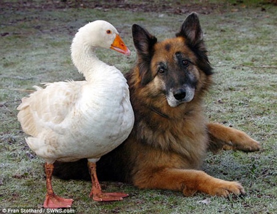 'Chuyen tinh' ky la giua cho va ngong hinh anh