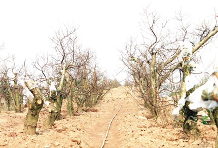 10 trieu dong mot bong dao Tet hinh anh