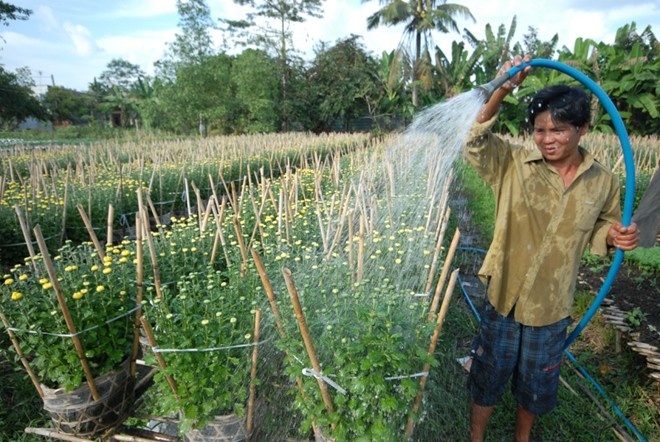 Vua hoa mien Tay truoc ngay ra cho Tet hinh anh