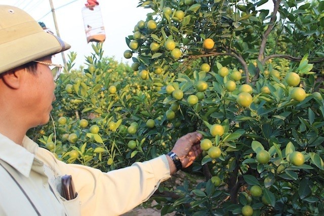 Quat Tu Lien vang ruc cho Tet hinh anh