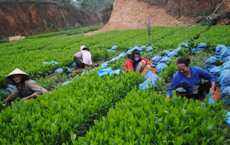 Lang trieu phu uom cay giong hinh anh