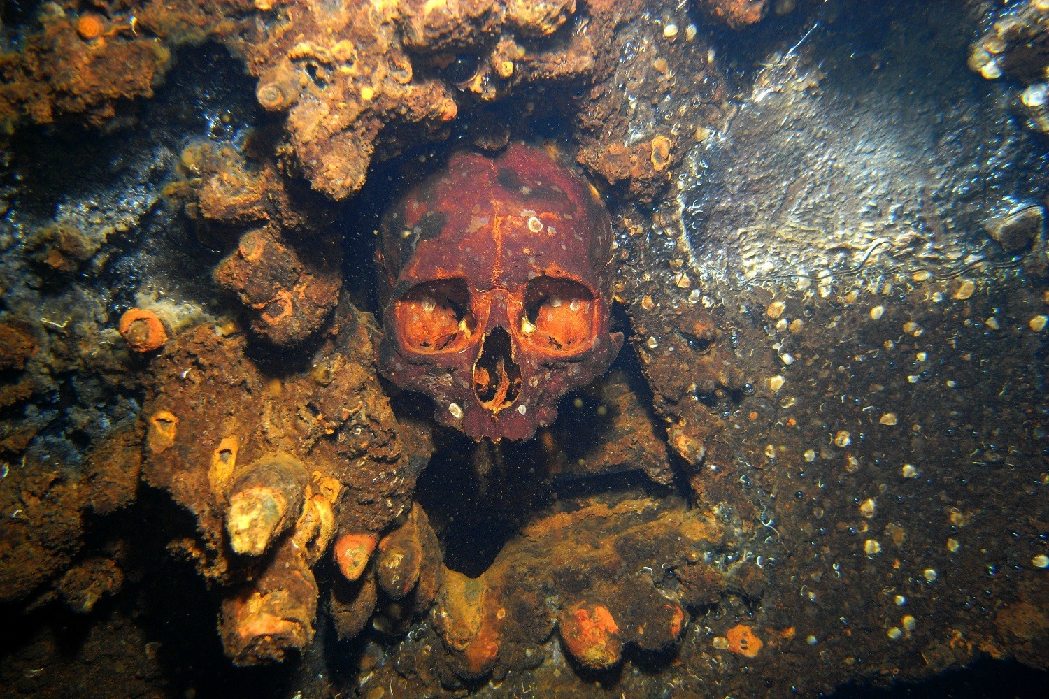 Tham hoa 'an thit nguoi' tren con tau dam hinh anh