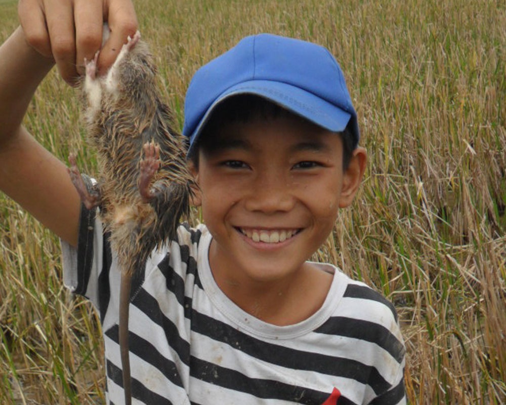 Thu nhap hang chuc trieu/thang nho san chuot hinh anh