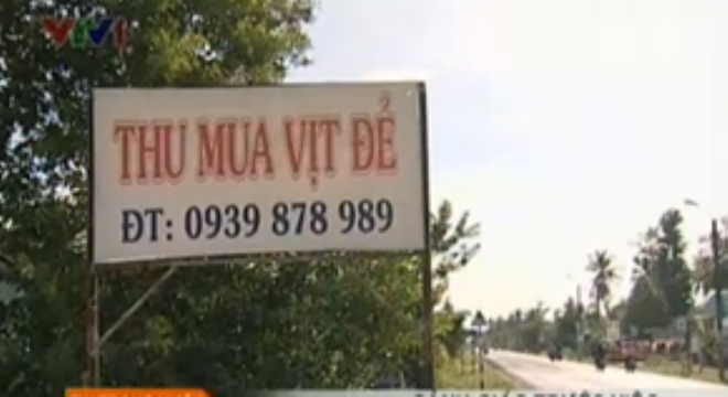 Sau oc buou vang, thuong lai Trung Quoc 'san' vit de hinh anh