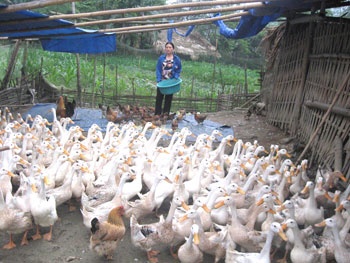 Thu mua vit de xuat sang Trung Quoc hinh anh