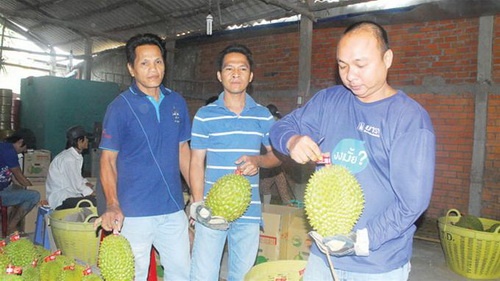 Doanh nhan Trung Quoc thue nguoi tam hoa chat vao sau rieng hinh anh