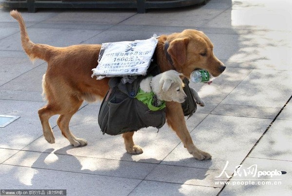 Cho me diu con ra pho rao ban hinh anh