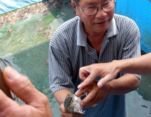 Nuoi ech thu lai hon nua ty dong/nam o mien Tay hinh anh