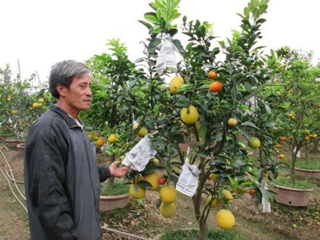 San lung cay bay loai qua gia 'khung' don Tet hinh anh