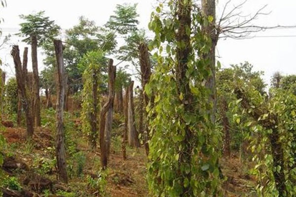 Tieu chet hang loat, nong dan Tay Nguyen no chong chat hinh anh