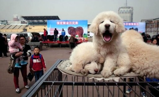 17 ty dong mot chu Ngao Tay Tang hinh anh