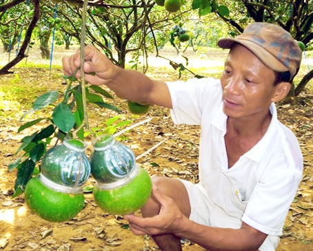 12 trieu dong cho chum buoi ho lo tu quy dip Tet hinh anh