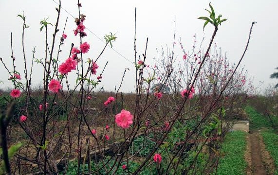 Ca pho chung tien mua tron vuon dao choi Tet hinh anh