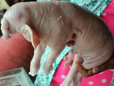 Nhung con vat ky di nhat Viet Nam 2013 hinh anh