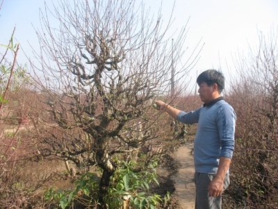 Quat heo, dao tuoi cho Tet hinh anh