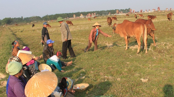 Mot sao lua  mua duoc hai bat pho, nong dan tra ruong hinh anh