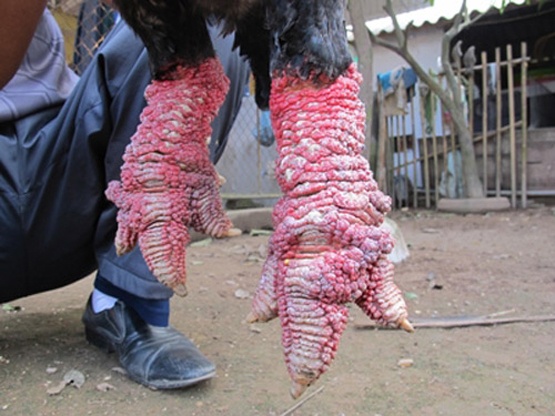 Can canh nhung doi chan xu xi gia bac trieu cua ga Dong Tao hinh anh