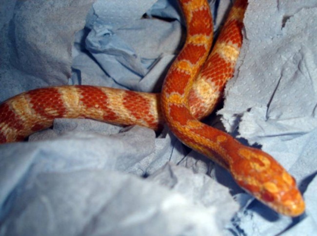 Ran bach tang bo tren duong cao toc hinh anh