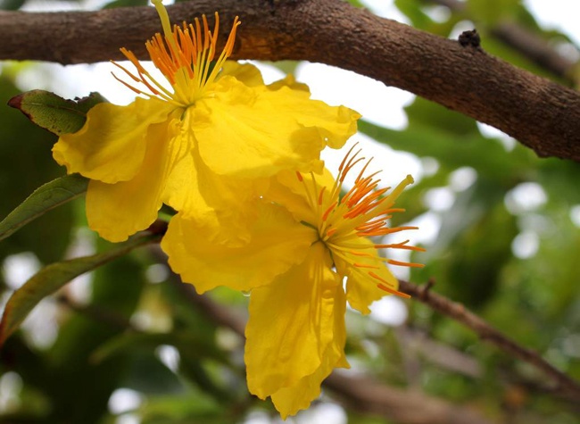 Mai Tet Sai Gon: Hang gia re duoc uu tien hinh anh