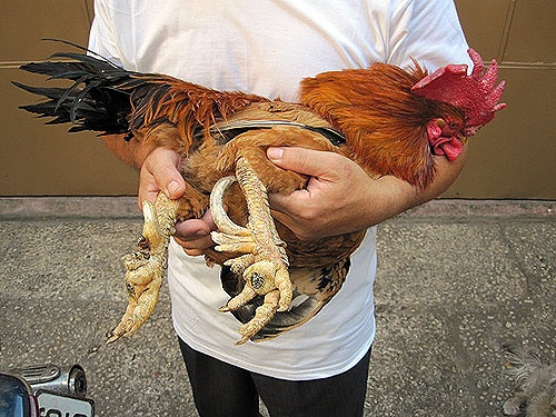 Nhieu dac san la ra cho Tet hinh anh