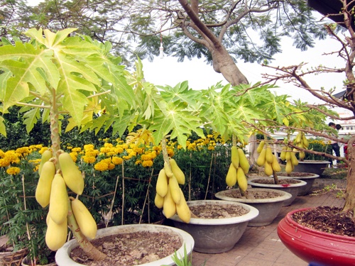 Kieng trai ron rang vao vu Tet hinh anh