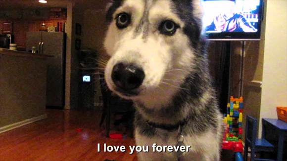 Nhung dong vat biet nhai tieng nguoi hinh anh