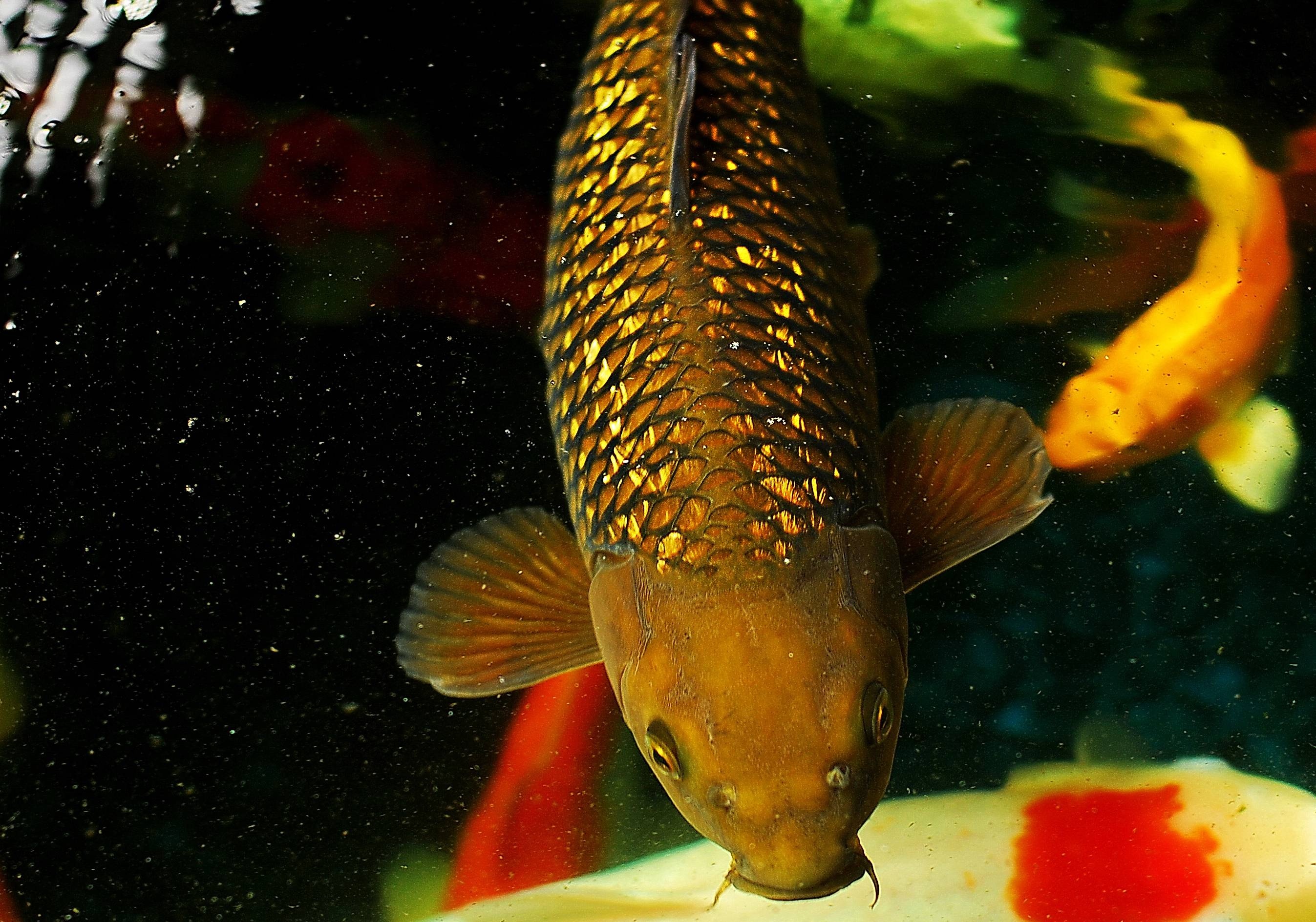 200 trieu dong mot con ca chep canh Nhat Ban hinh anh