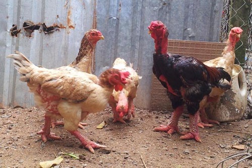 Ga gia ho bien thanh dac san Dong Tao hinh anh