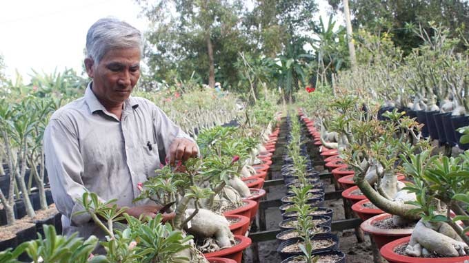 Nua trieu dong mot chau su kieng choi Tet hinh anh