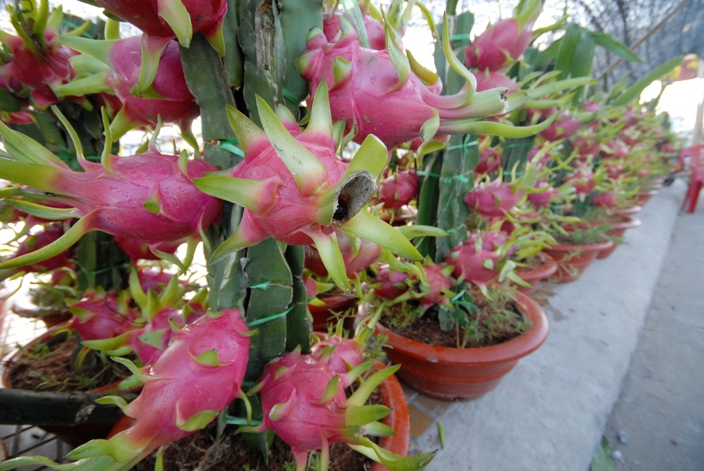 Nong dan mien Tay trong kieng trai thu tram trieu vu Tet hinh anh