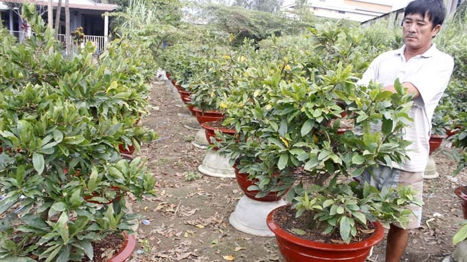 Thi truong mai Tet: Thue nhieu hon mua hinh anh