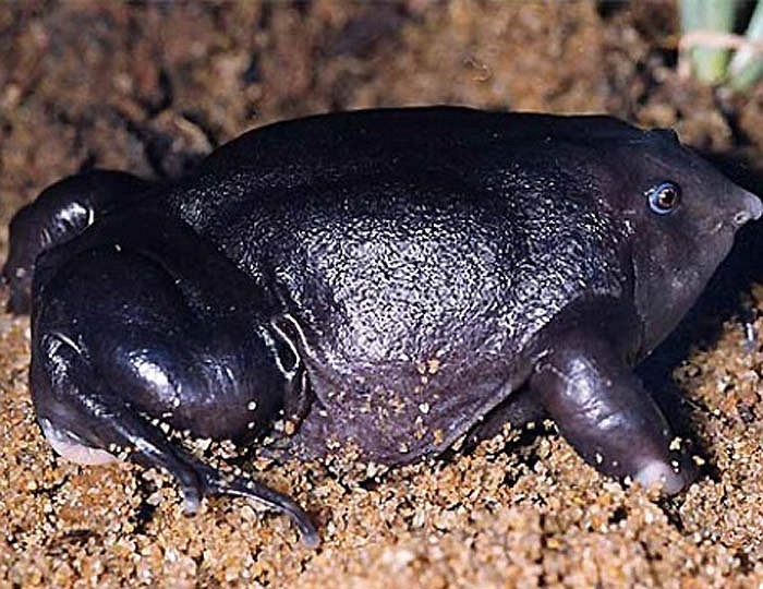 Phat hien loai ech tim ky di hinh anh