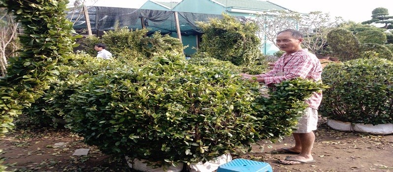 Mai vang, kieng hinh ngua duoc san don hinh anh