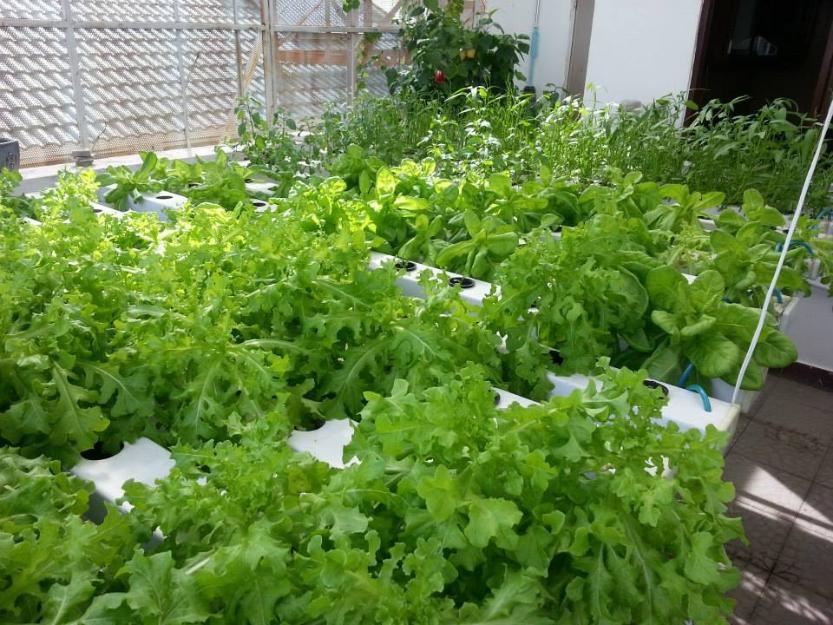 Bo tien trieu thue ky su trong rau sach tai nha hinh anh