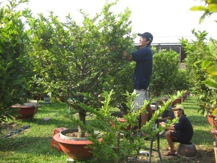 Mai Tet: Lo mat mua, gia thue khung hinh anh