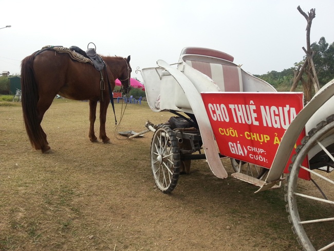 Nam Ngo, dich vu cho thue ngua hot bac hinh anh