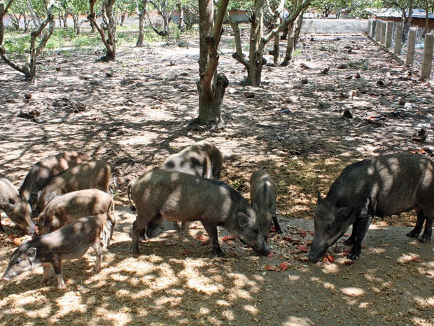 Nguoi mien Tay ru nhau mua heo rung an Tet hinh anh
