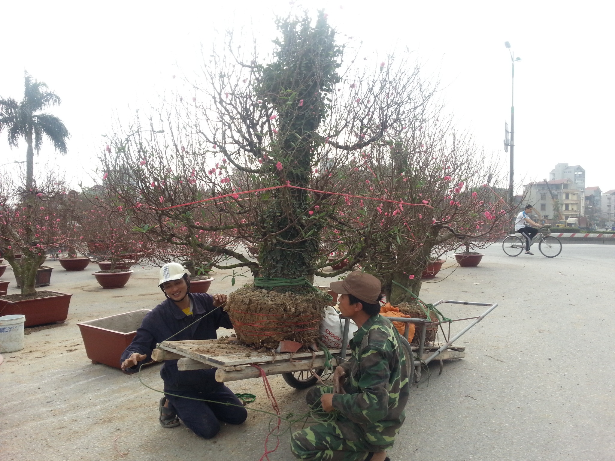 Cho cay canh thue kiem hon chuc trieu dong dip Tet hinh anh